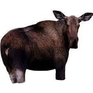 Montana Moose II Decoy - Actual Photo of a Wild Moose?>