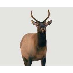 Montana Decoy - Spike Elk?>